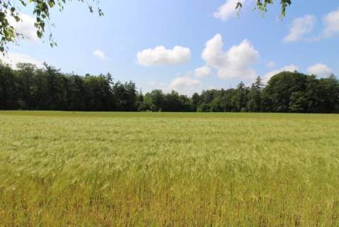 Działka pod usługi.