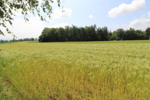 Działka pod usługi.