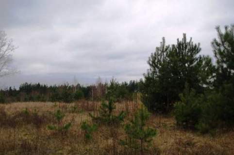 Działka budowlana na sprzedaż, 5314 m2, Krzewo