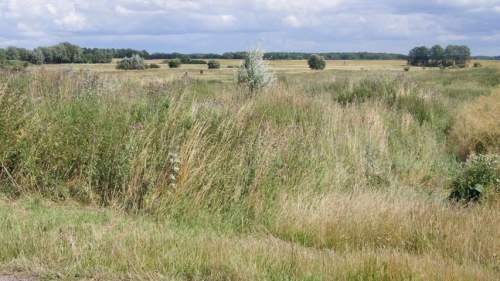 1,9 ha łąk ok 1,5 km od zespołu pałacowo-parkowego