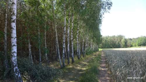 Działka leśna na sprzedaż, 22000 m2, Teofilówka