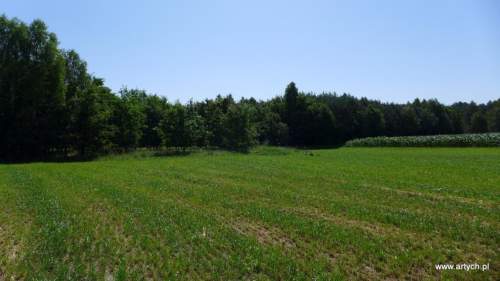 Działka leśna na sprzedaż, 22000 m2, Teofilówka