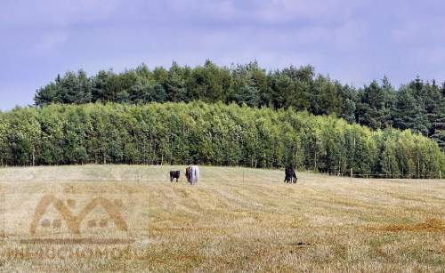 Działka na sprzedaż, 25000 m2, Miechęcino