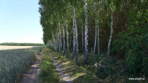 Działka leśna na sprzedaż, 22000 m2, Teofilówka