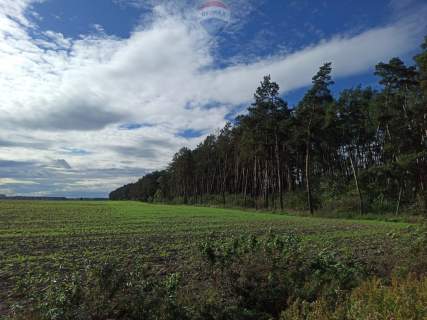 Las mieszany 3,8320 ha Zduny 7 km od Krotoszyna