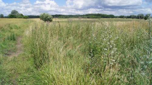 1,9 ha łąk ok 1,5 km od zespołu pałacowo-parkowego