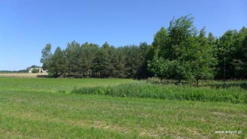 Działka leśna na sprzedaż, 22000 m2, Teofilówka