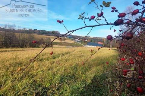 Działka budowlana na sprzedaż, 3148 m2, Płowce
