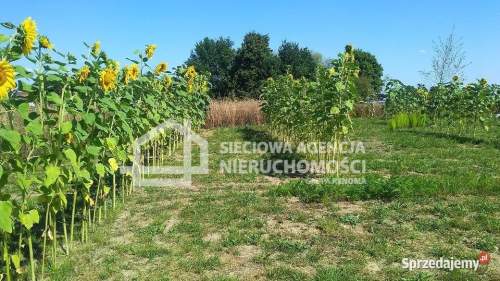 atrakcyjna działka rolna 5000m2, Lisewiec k/Kolbud