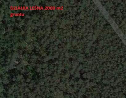 Sprzedam działka leśna 2000m2 BIAŁOŁĘKA rejon ul.Insurekcji