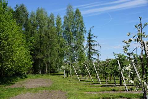 Dom i sady przy DK19/Via Carpatia/2km od Lubartowa