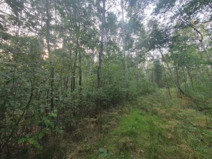 Blisko ul. Kąckiej, z prywatnym lasem.