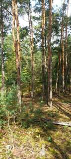 Działka leśna 4000m2 Sulejówek/Długa Szlachecka