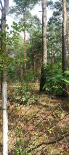 Działka leśna 4000m2 Sulejówek/Długa Szlachecka