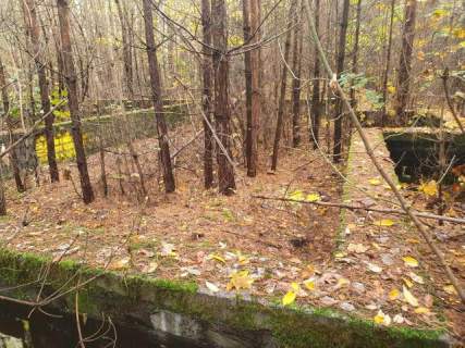 centrum, las, media, dwie do wyboru