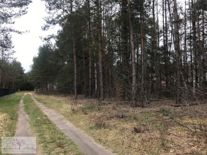 DZIAŁKI W LESIE