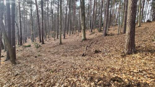 Nowa Niższa Cena Działka Leśna, Las Bondyrz 1,2 ha