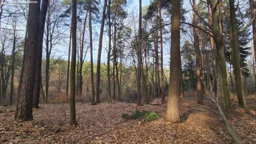 Nowa Niższa Cena Działka Leśna, Las Bondyrz 1,2 ha