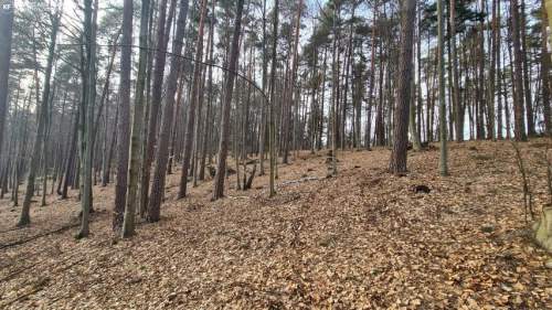 Nowa Niższa Cena Działka Leśna, Las Bondyrz 1,2 ha