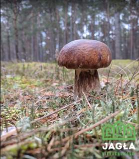 Działka bud./rekr. tuż nad Jeziorem Wielewskim