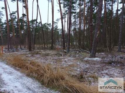 Dziwnów działka w lesie sosnowym