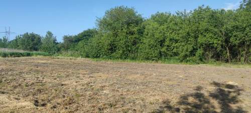 Topolin-dziłak zagrodowa MR