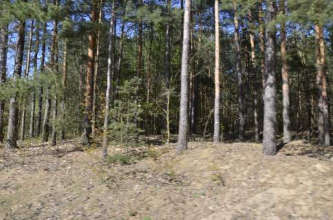 Działka 17200m2 leśna Siennica
