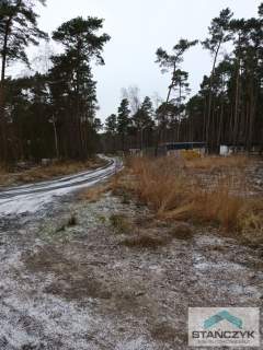 Dziwnów działka w lesie sosnowym
