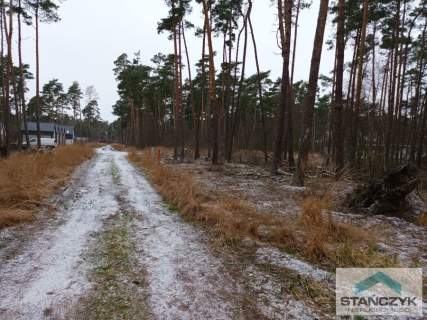 Dziwnów działka w lesie sosnowym