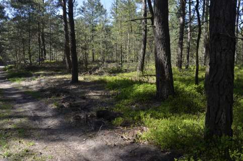 Działka 2500m2 leśna Siennica