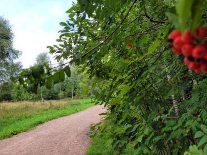Kolonia Lesica z częścią pod zabudowę