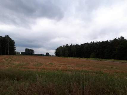 Budowlana działka w Zbuczynie