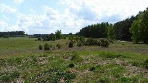 działka granicząca z lasem 