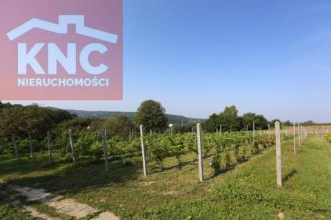 Winnica w gminie Pleśna