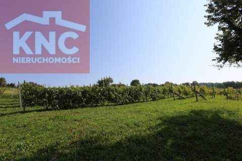 Winnica w gminie Pleśna