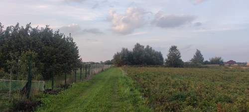 Topolin-dziłka rolna.