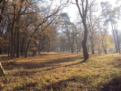 Rzędziny,2000m2,zabud. jednorodzinna,las-park.