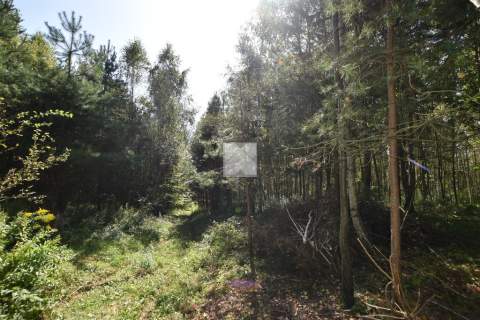 Prywatny las miejsce do wypoczynku Drohobyczka