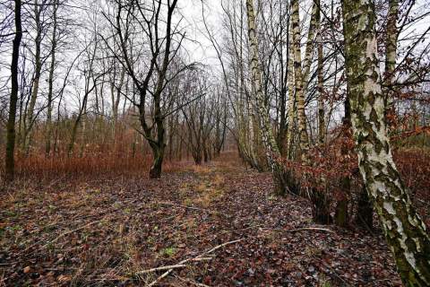 Piękna działka 65a pod Kazimierzem Dolnym