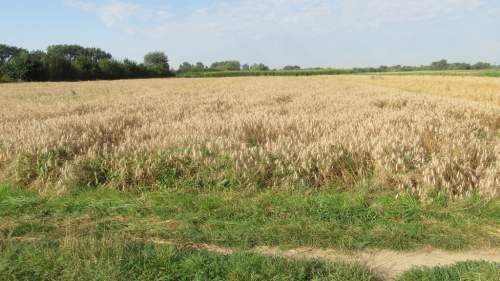 Działka rolna w gminie Laszki