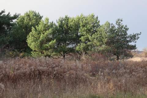 Działka o pow. 1700 m2 na sprzedaż