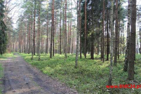 Działka leśna 1.62 ha - Mikołeska