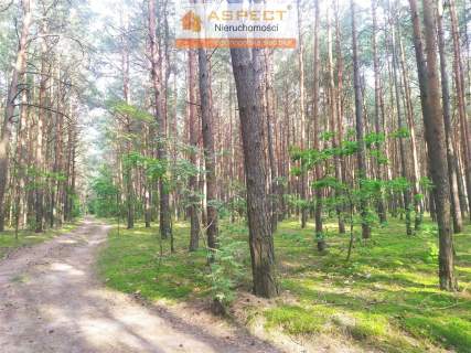 Działka leśna bez prawa zabudowy nad rzeką Narew