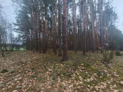 Piękny las, Gorzakiem gm. Gnojno 