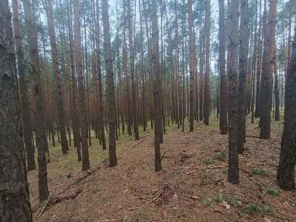 Piękny las, Gorzakiem gm. Gnojno 