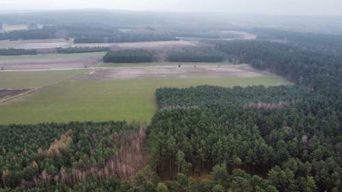Piękny las, Gorzakiem gm. Gnojno 