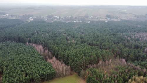 Piękny las, Gorzakiem gm. Gnojno 