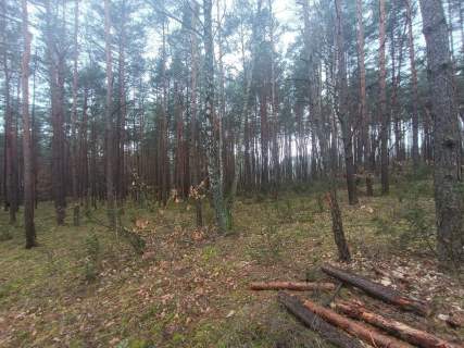 Piękny las, Gorzakiem gm. Gnojno 