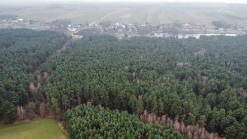 Piękny las, Gorzakiem gm. Gnojno 