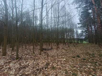 Piękny las, Gorzakiem gm. Gnojno 